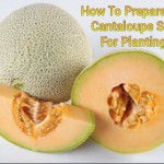 How To Prepare Fresh Cantaloupe For Planting