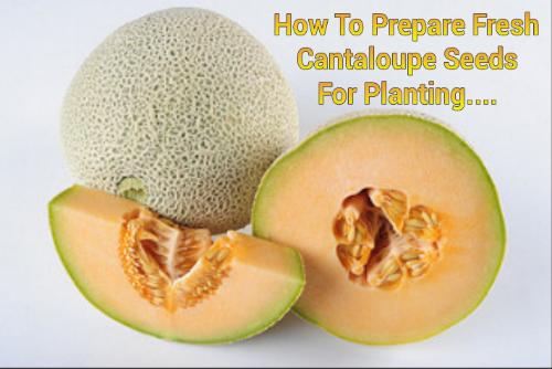 How To Prepare Fresh Cantaloupe For Planting