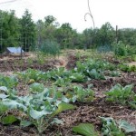 DIY Instant Sheet Mulch Garden