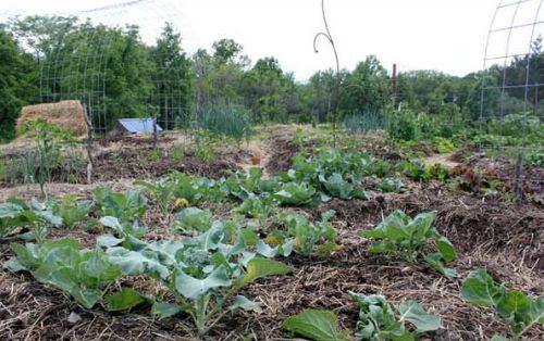 DIY Instant Sheet Mulch Garden