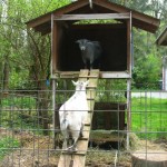 DIY Two Storey Goat House