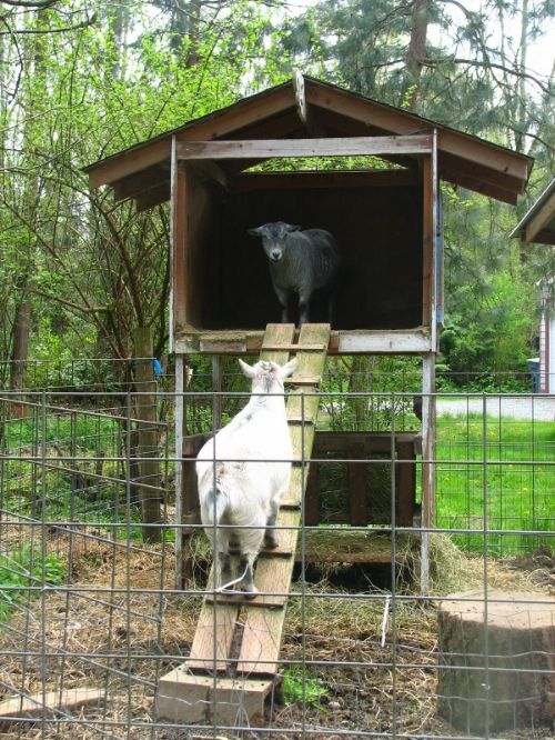 DIY Two Storey Goat House