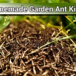 Homemade Natural Garden Ant Killer