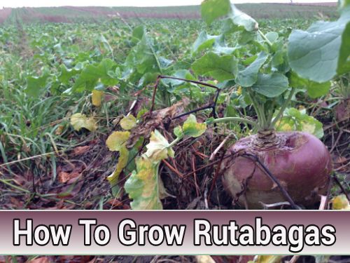 Growing Rutabagas