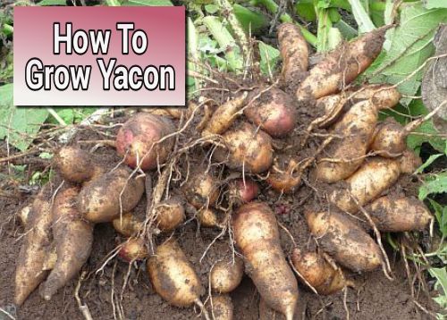 Growing Yacon