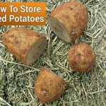 Storing Seed Potatoes Properly