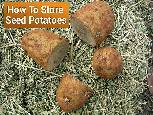 Storing Seed Potatoes Properly