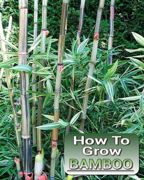 How To Grow Bamboo
