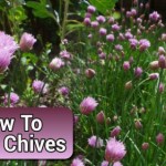 Growing Chives