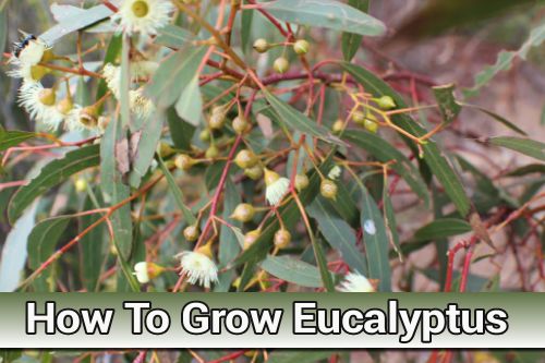 How To Grow Eucalyptus Trees