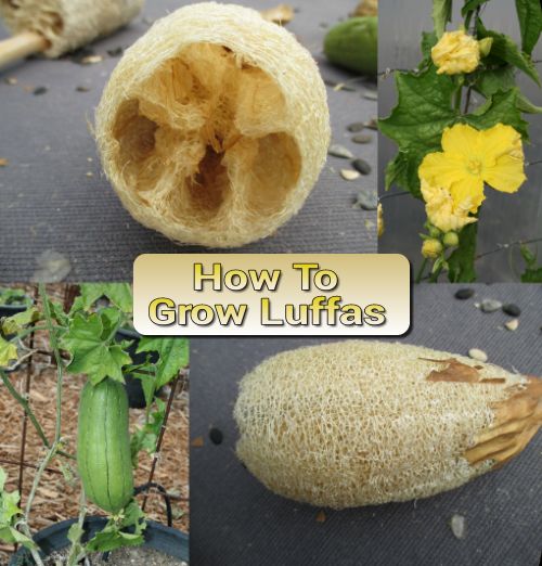 Growing Luffas