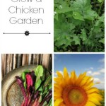 How To Grow Organic Chicken Feed