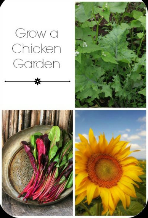 How To Grow Organic Chicken Feed