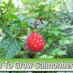 How To Grow Salmonberries