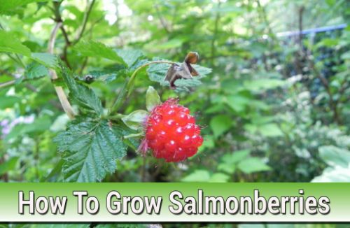 How To Grow Salmonberries