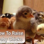 How To Take Care Of Baby Chicks