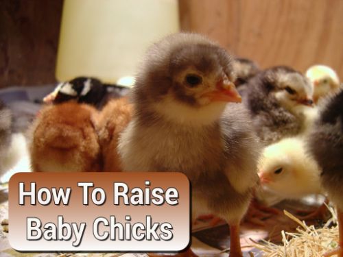 How To Take Care Of Baby Chicks
