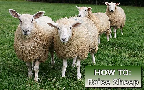 How To Raise Sheep On Yor Homestead