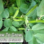 How To Grow Fava Beans