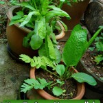 How To Grow Horseradish