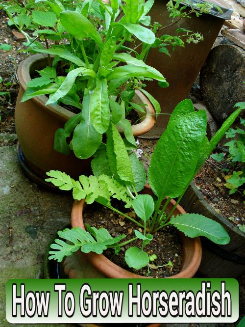How To Grow Horseradish