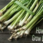 How To Grow Leeks