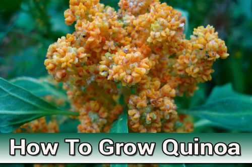 How To Grow Quinoa