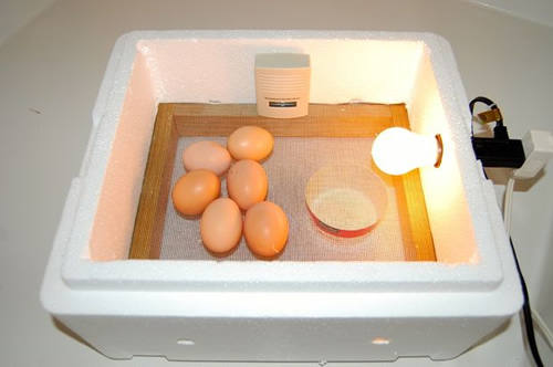 DIY Simple Chicken Egg Incubator Plans