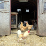 DIY Garden Shed Chicken Coop