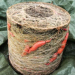 How To Grow Sweet Potatoes in 20 Gallon Plastic Buckets