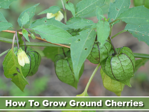 How To Grow Ground Cherries