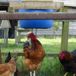 Homemade Chicken Grain Peck Feeder