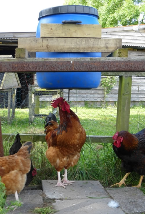 Homemade Chicken Grain Peck Feeder