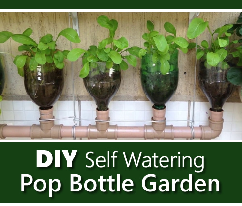 DIY Self Watering Pop Bottle Garden