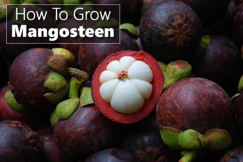How To Grow Mangosteen