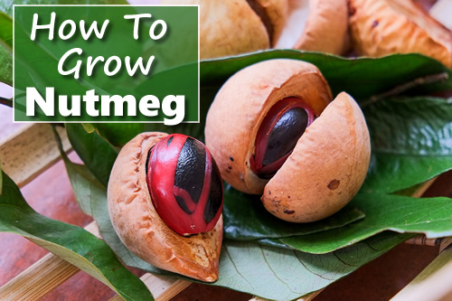 How To Grow Nutmeg