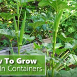 How To Grow Okra In Containers