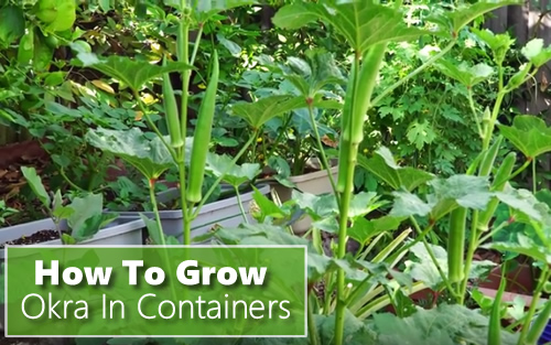 How To Grow Okra In Containers