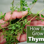 How To Grow Thyme