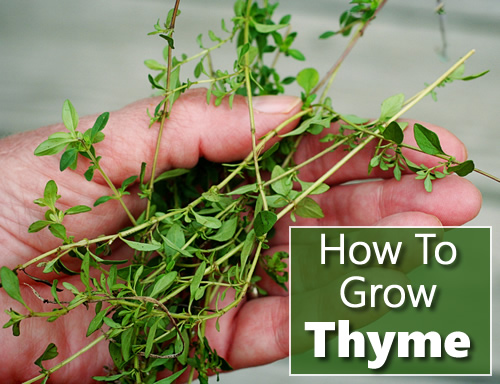 How To Grow Thyme