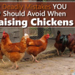 5 Deadly Chicken Mistakes You Should Avoid