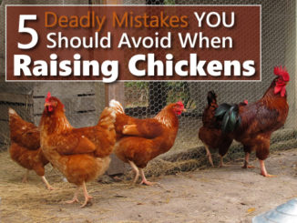 5 Deadly Chicken Mistakes You Should Avoid