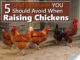 5 Deadly Chicken Mistakes You Should Avoid