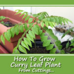 How To Grow Curry Leaf Plant From Cuttings