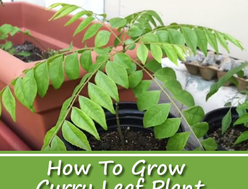 How To Grow Curry Leaf Plant From Cuttings