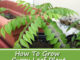 How To Grow Curry Leaf Plant From Cuttings