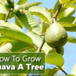 How To Grow A Guava Tree