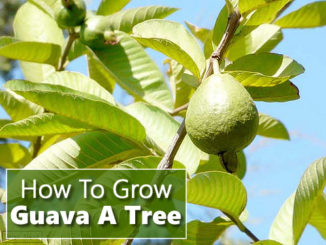 How To Grow A Guava Tree