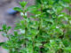 How To Grow Oregano