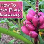 How To Grow Pink Banana Plant